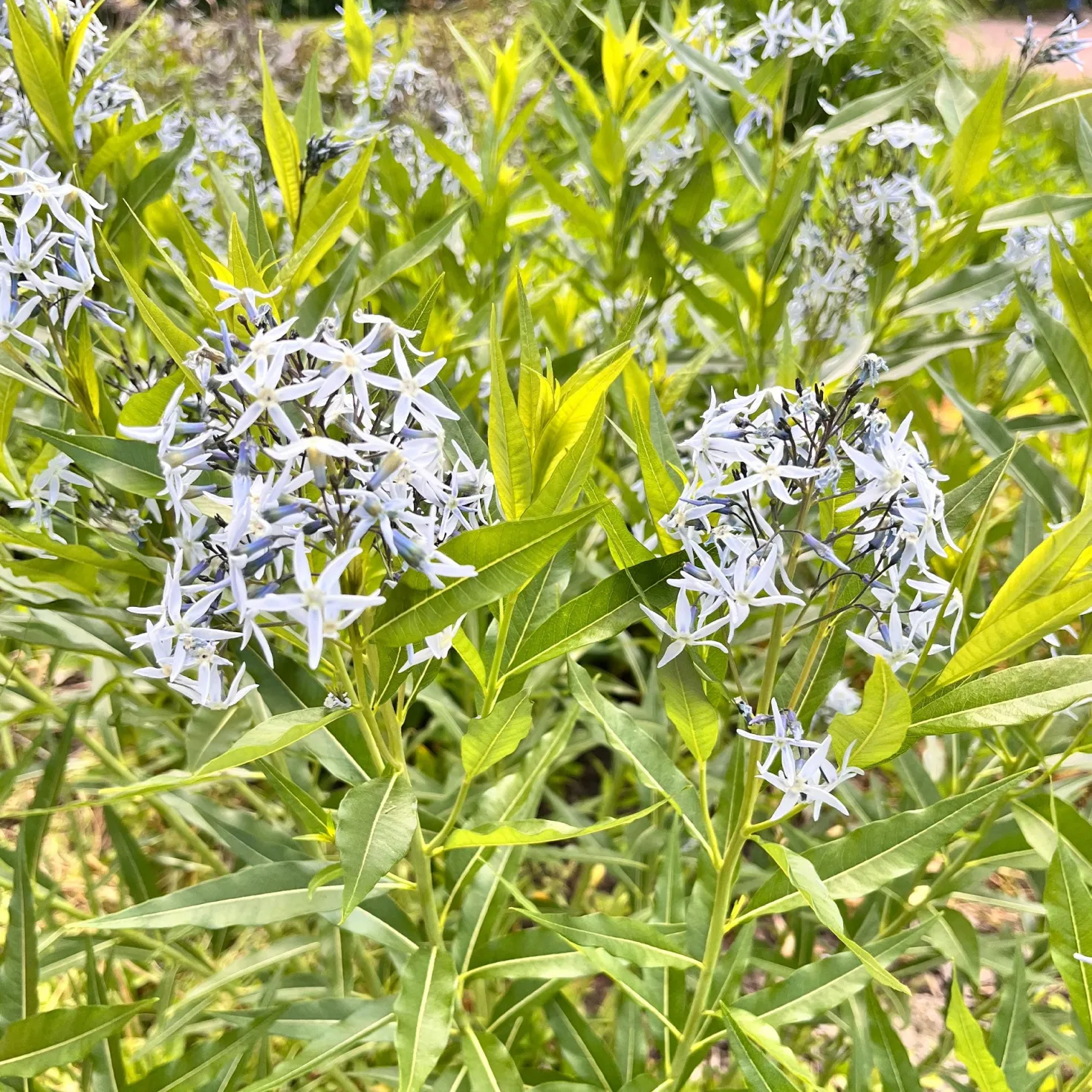 Blaustern-Weideblättrige Amsonie - Sternblau von Mai bis Herbst