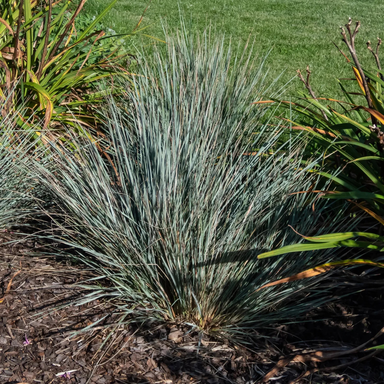 Blaustrahlhafer Pendula - Silberblaue Kugel im Beet