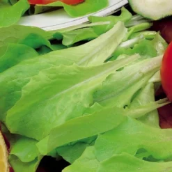 Blonder Schnittsalat Verbessert Witte Dunsel - Frisch geschnitten in Minuten