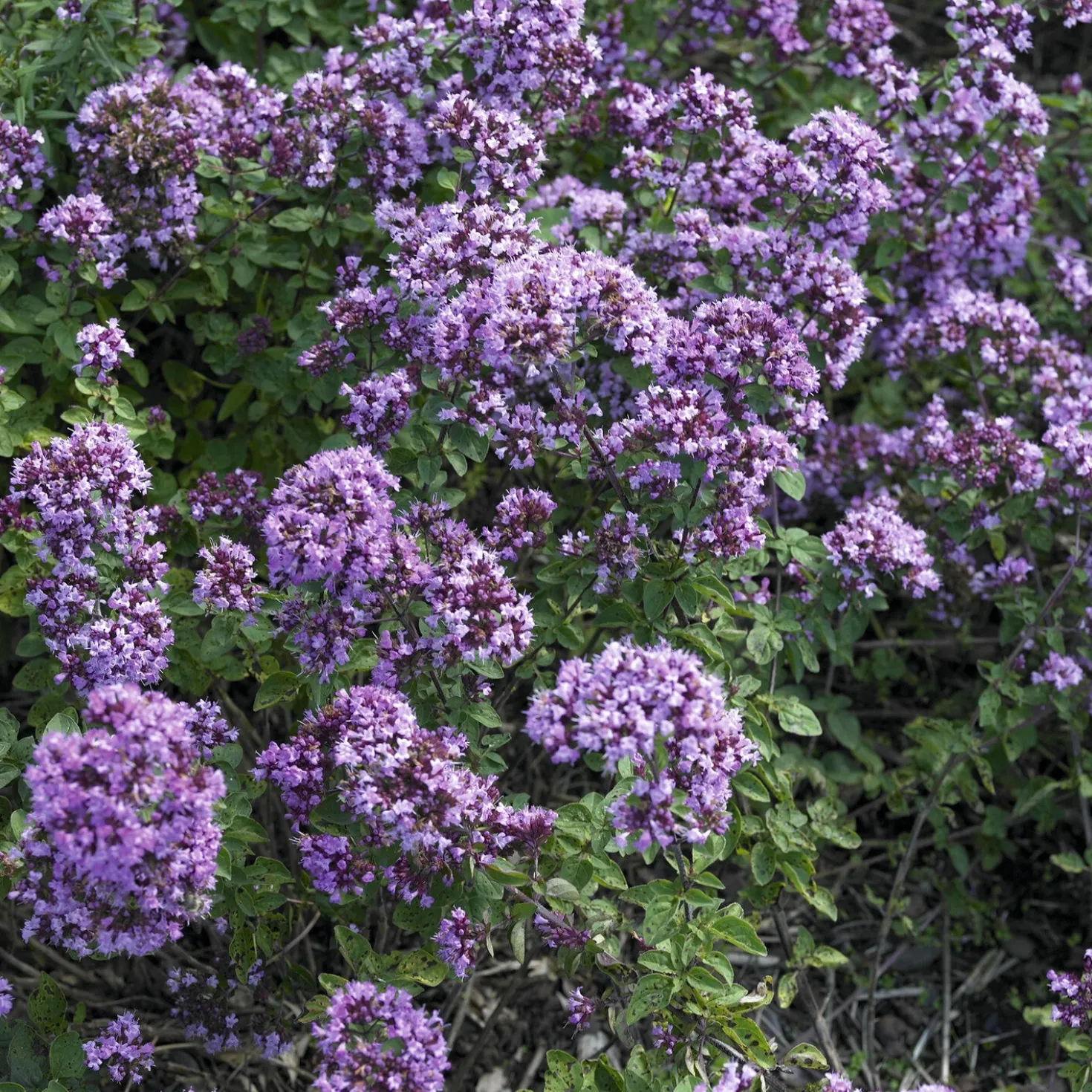 Blüten-Dost 'Rosenkuppel' - Bienenmagnet mit Duft