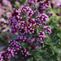 Blüten-Dost 'Rosenkuppel' - Bienenmagnet mit Duft