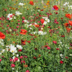 Blütenmischung Vanille-Erdbeere - Duftblüten den ganzen Sommer