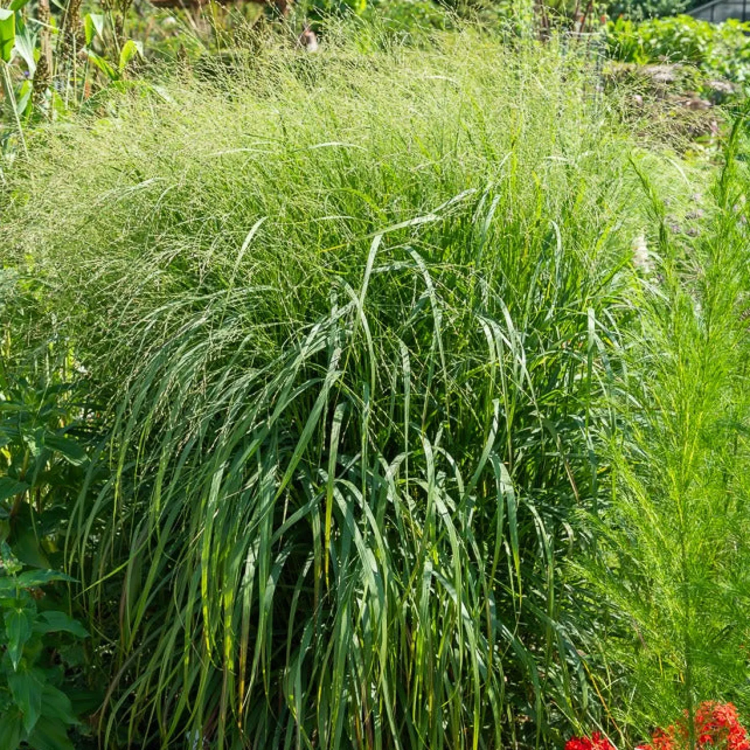 Bläuliche Ruten-Hirse Heavy Metal (x3) - Stahlblaues Gras, sofort schön