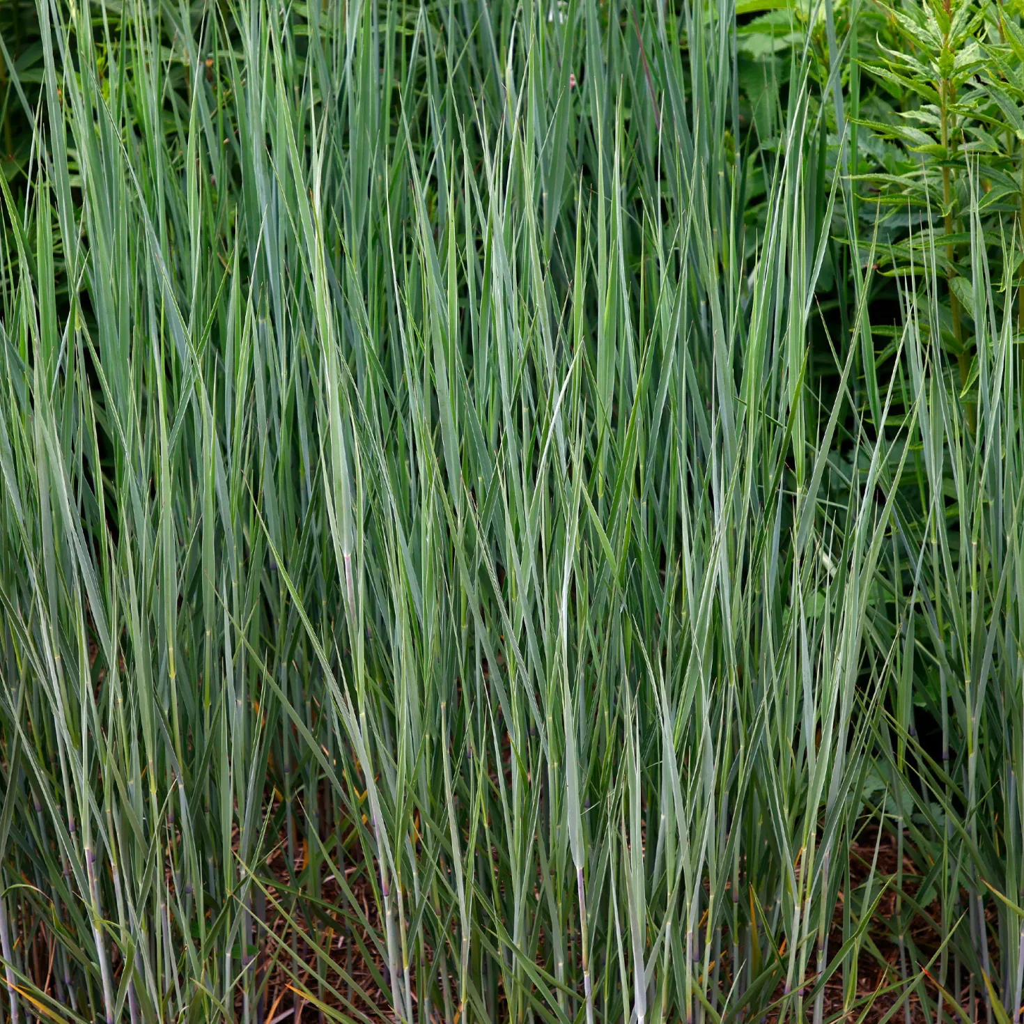 Bläuliche Ruten-Hirse Heavy Metal (x3) - Stahlblaues Gras, sofort schön