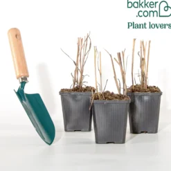 Bläuliche Ruten-Hirse Heavy Metal (x3) - Stahlblaues Gras, sofort schön