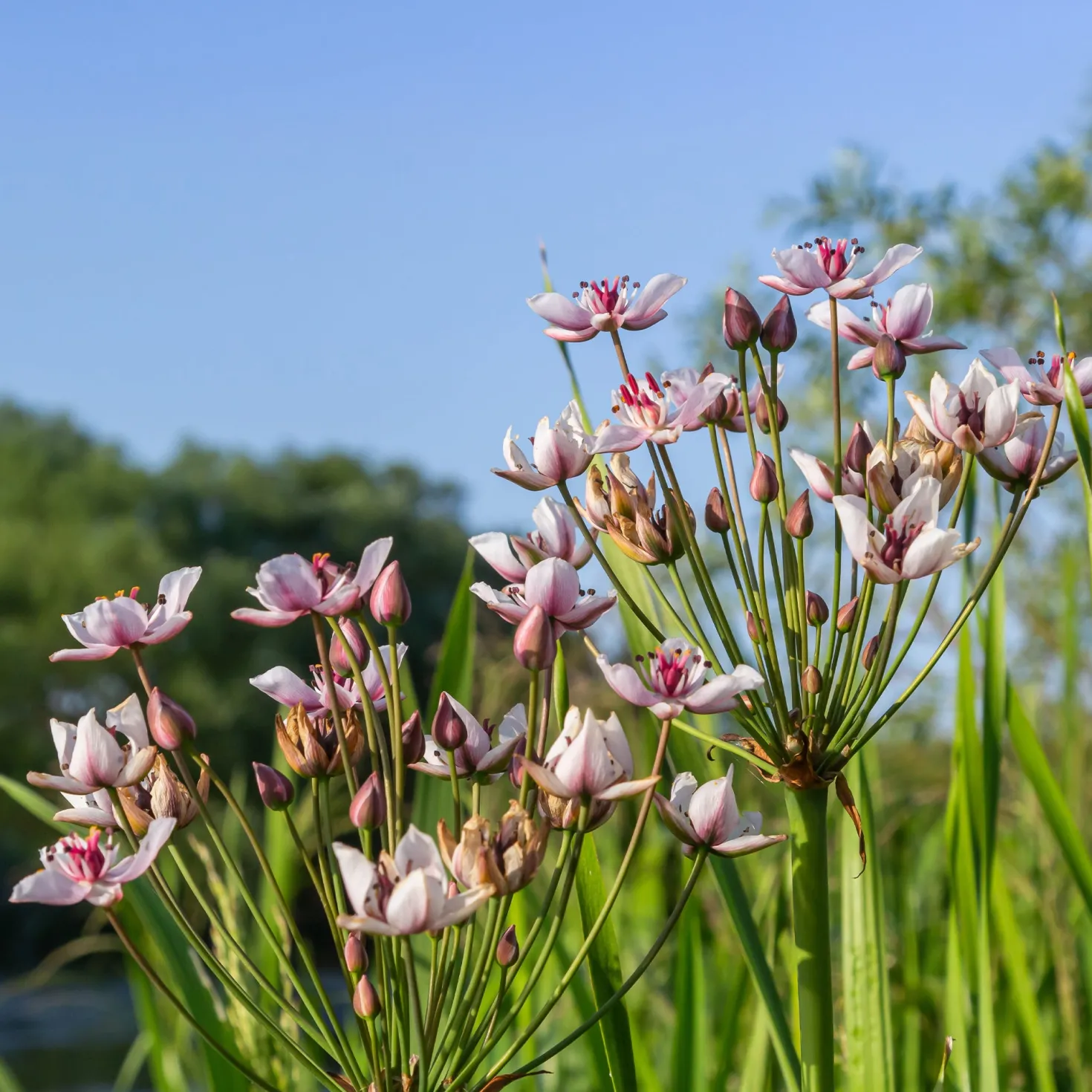 Blumenbinse - Rosa Blüten am Teichrand