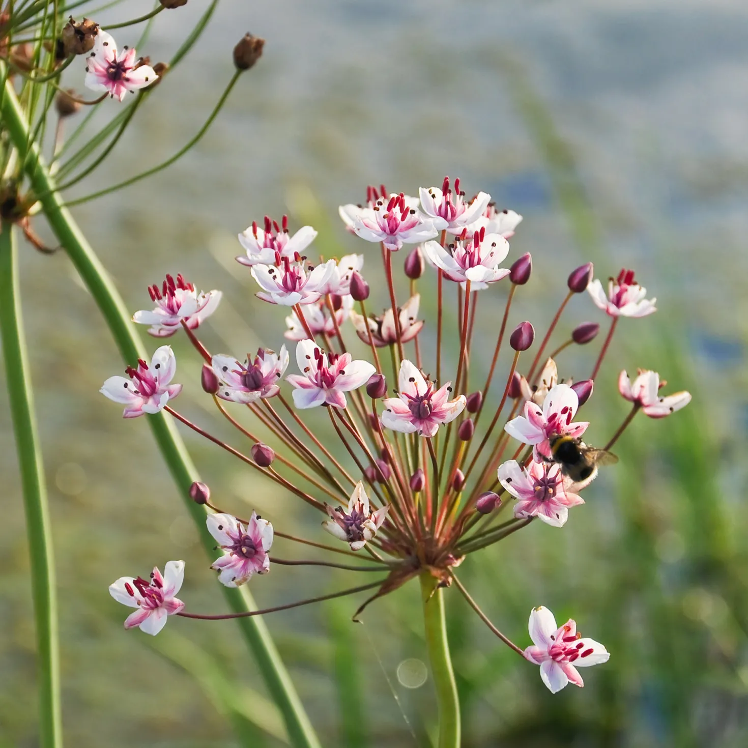 Blumenbinse - Rosa Blüten am Teichrand