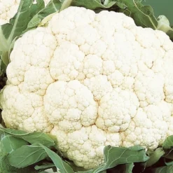 Blumenkohl ‘Alpha 6 Fortados’ - Feste Köpfe ganz einfach