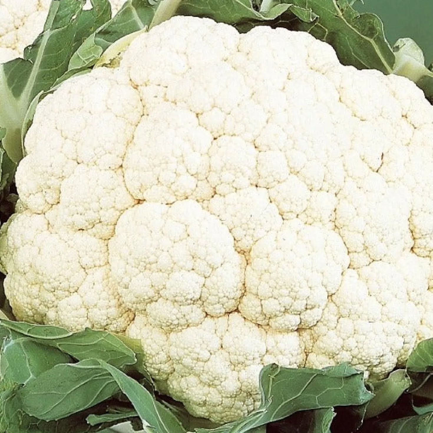 Blumenkohl ‘Alpha 6 Fortados’ - Feste Köpfe ganz einfach