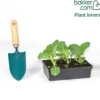Blumenkohl Novia F1 - Feste Köpfe, sichere Ernte