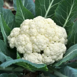 Blumenkohl Novia F1 - Feste Köpfe, sichere Ernte