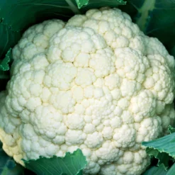 Blumenkohl Synergy F1 - Weiße Köpfe ganz einfach