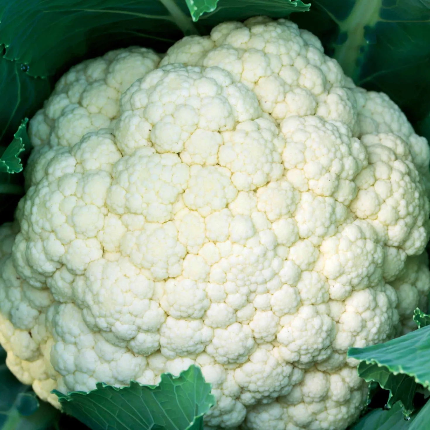 Blumenkohl Synergy F1 - Weiße Köpfe ganz einfach