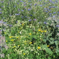 Blumenmischung „Allround“ - Buntes Beet ganz easy