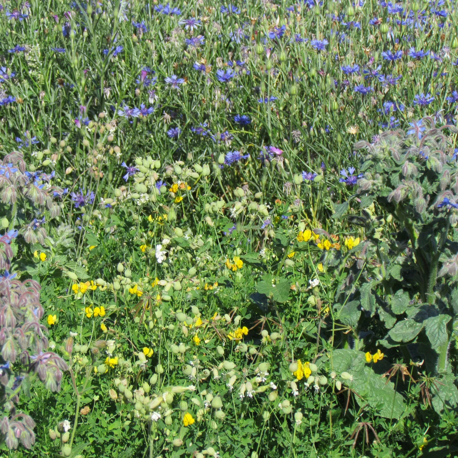 Blumenmischung „Allround“ - Buntes Beet ganz easy
