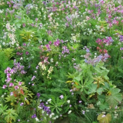 Blumenmischung für schattige Standorte - Farbe im Schatten leicht gemacht