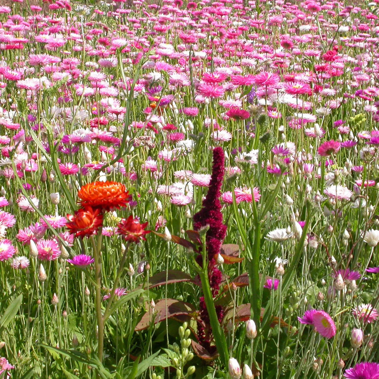 Blumenmischung für Trockenblumensträuße - Trockensträuße das ganze Jahr