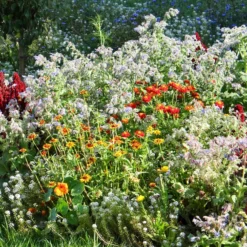 Blumenmischung gegen Schnecken - Blüten ohne Schneckenärger