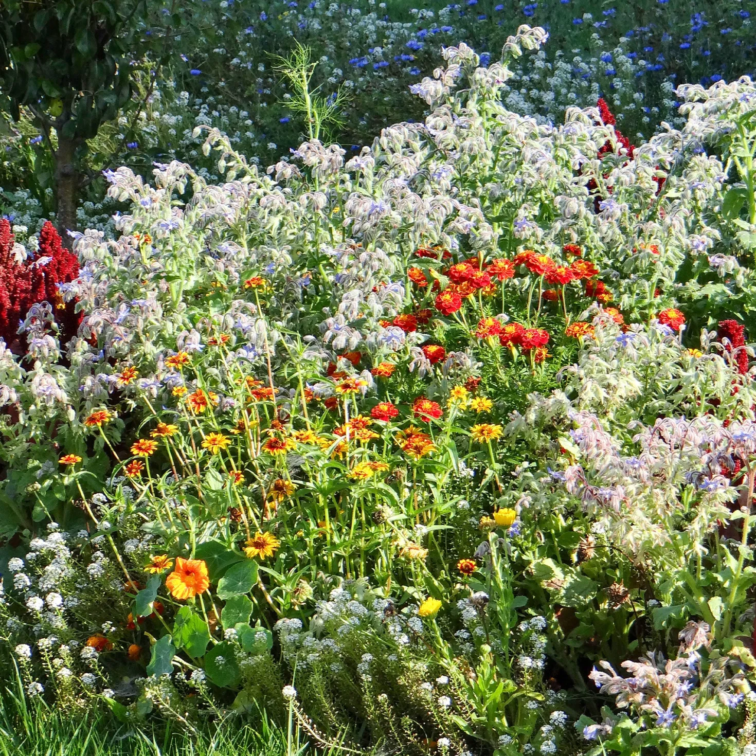 Blumenmischung gegen Schnecken - Blüten ohne Schneckenärger