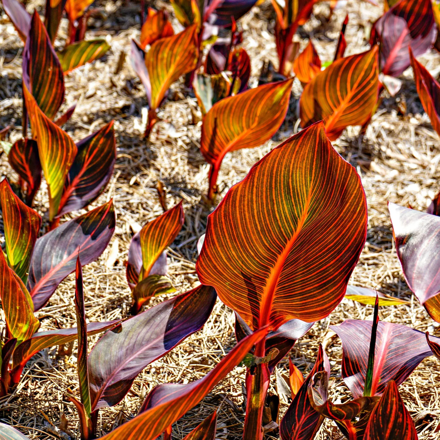Blumenrohr Durban - Feuriges Laub, tropischer Look