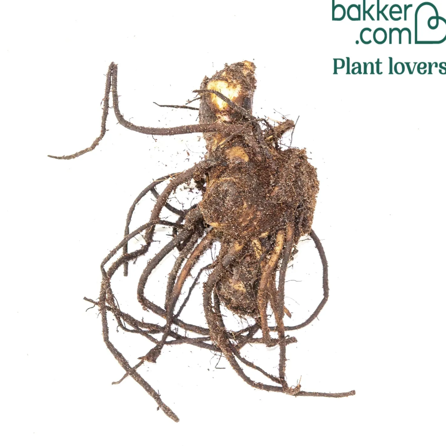 Blumenrohr Durban - Feuriges Laub, tropischer Look
