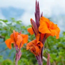 Blumenrohr Durban - Feuriges Laub, tropischer Look