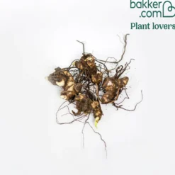 Blumenrohr Mischung (x4) - Tropen-Look für Ihren Garten