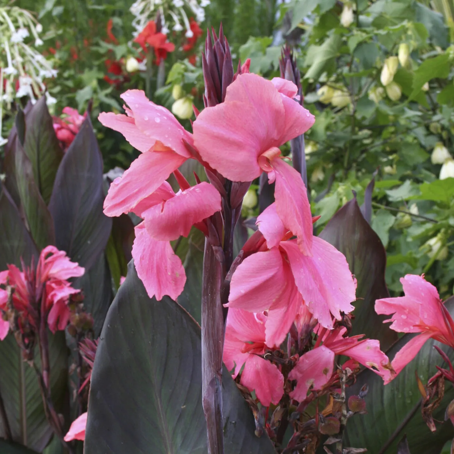 Blumenrohr ‘Pink Futurity’ (x2) - Tropenzauber im Garten
