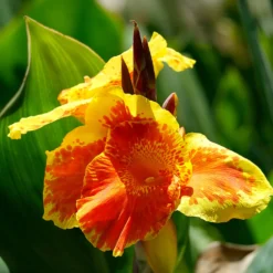 Blumenrohr Tropicanna Gold - Exotik im Garten sofort