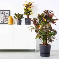 Blumentopf Greenville Living schwarz - Sofort mehr Stil zuhause