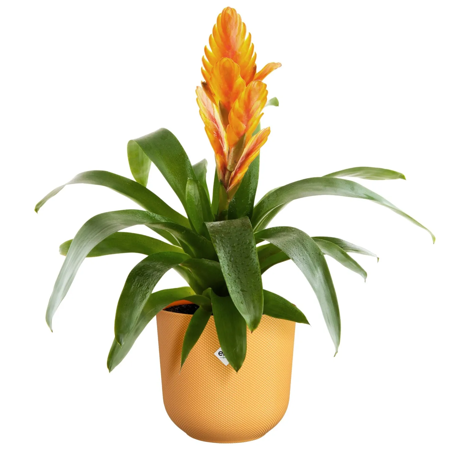 Blumentopf Jazz gelb ELHO - Sofort mehr Farbe im Raum