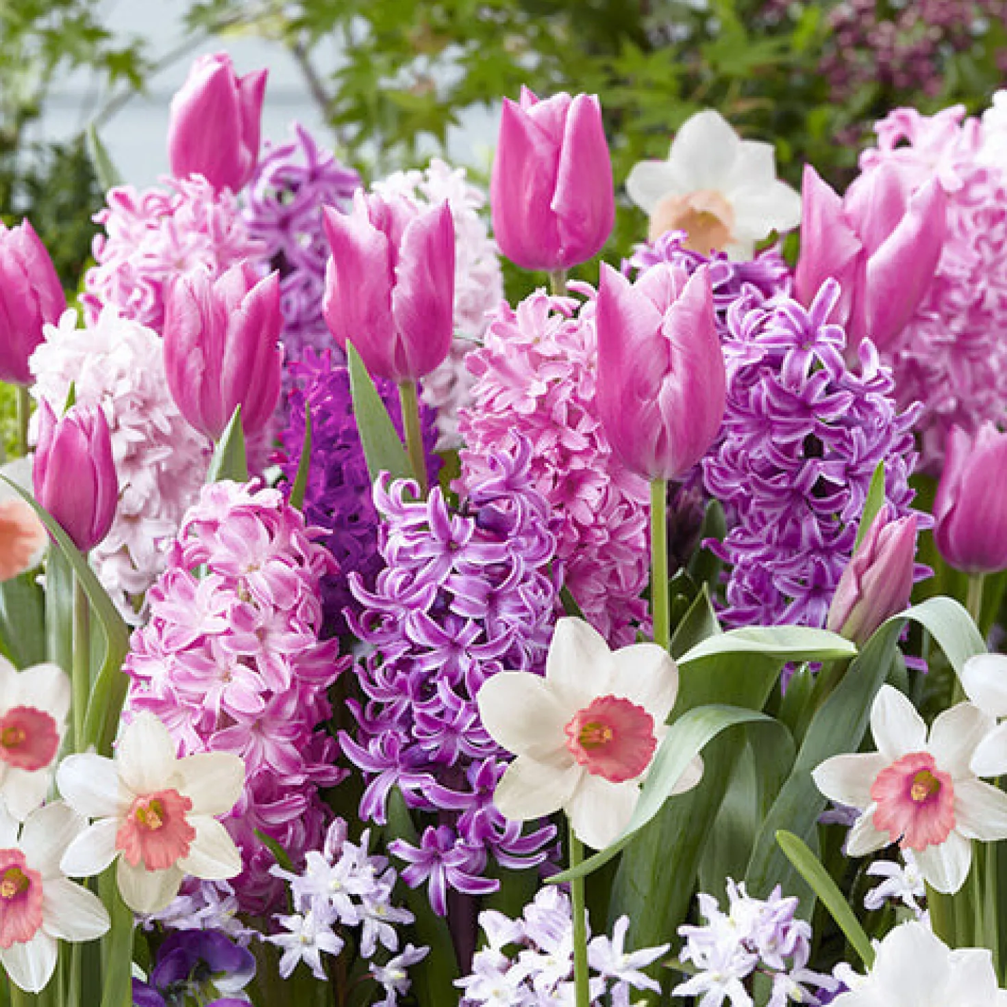 Blumenzwiebel-Mischung 'Bordure Rose' (x35) - Rosa Beetzauber im Frühling