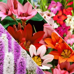 Blumenzwiebel Mischung 'For Bees & Butterflies' (x50) - Ein Garten voller Leben