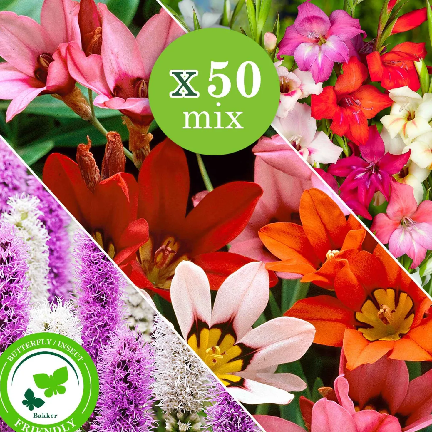 Blumenzwiebel Mischung 'For Bees & Butterflies' (x50) - Ein Garten voller Leben