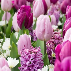 Blumenzwiebel-Mischung 'Royal Purple' (x25) - Lila Blütenmeer im Frühling