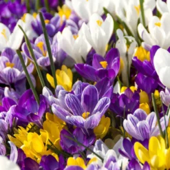 Blumenzwiebel-Mischung 'Running Wild' (x100) - Blüten wie von selbst