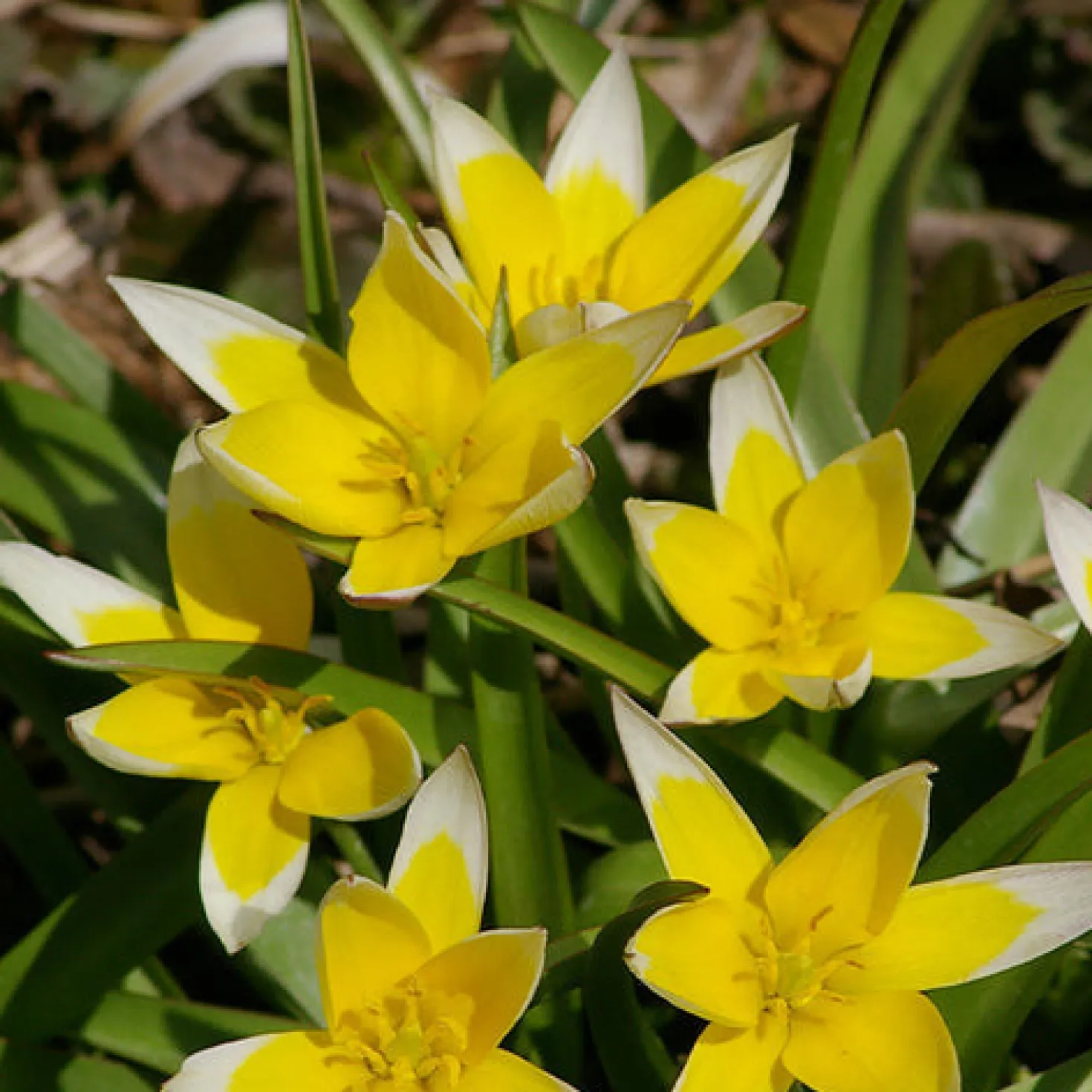 Blumenzwiebel-Mischung 'Running Wild' (x100) - Blüten wie von selbst