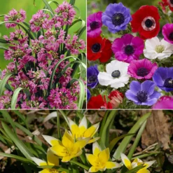 Blumenzwiebel-Mischung 'Running Wild' (x100) - Blüten wie von selbst