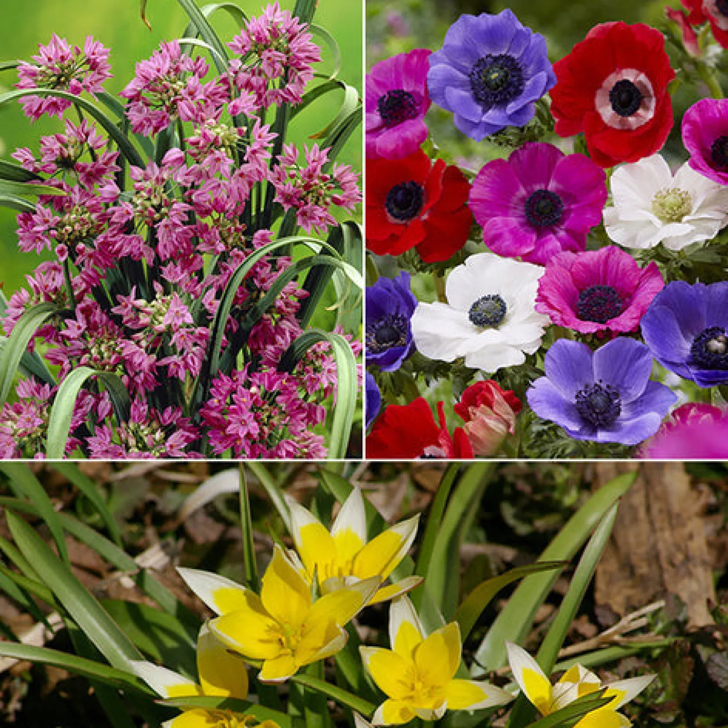 Blumenzwiebel-Mischung 'Running Wild' (x100) - Blüten wie von selbst