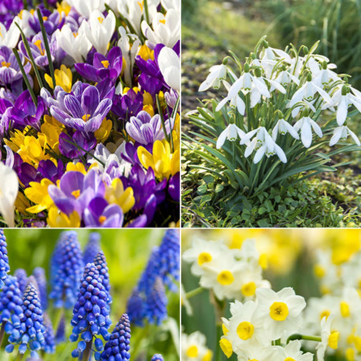 Blumenzwiebel-Mischung 'Running Wild' (x100) - Blüten wie von selbst