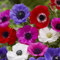 Blumenzwiebel-Mischung 'Running Wild' (x100) - Blüten wie von selbst