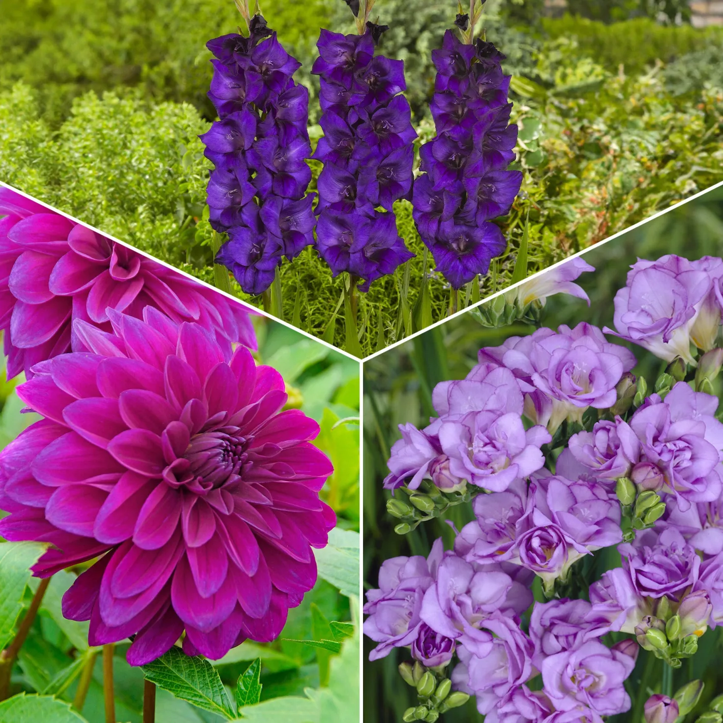 Blumenzwiebel Mischung 'The Purple Bag' (x20) - 20 Zwiebeln, ein Farbrausch