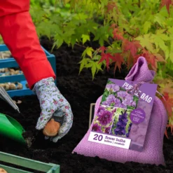 Blumenzwiebel Mischung 'The Purple Bag' (x20) - 20 Zwiebeln, ein Farbrausch