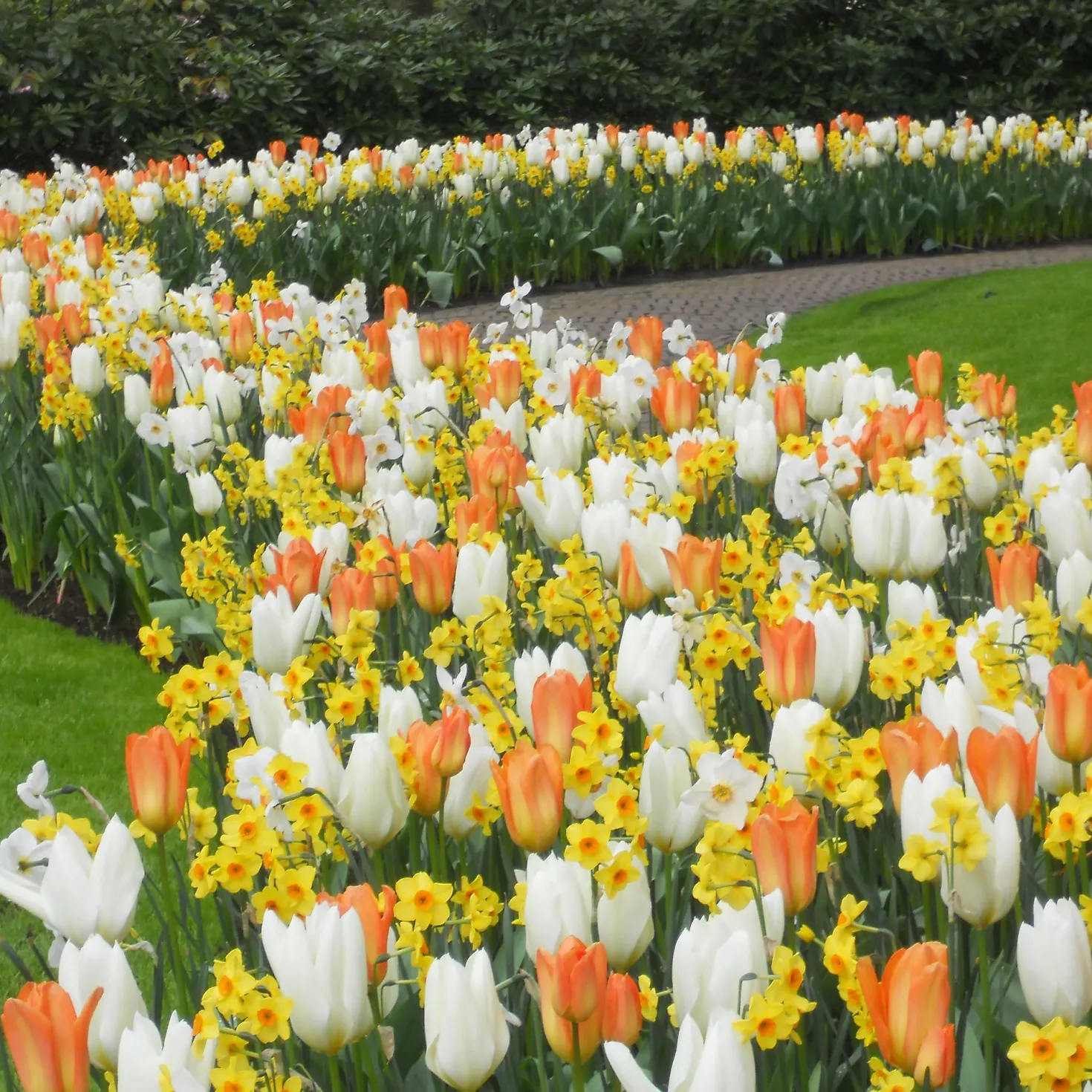 20 Blumenzwiebeln für Frühlingsbeet - Farbenfroh in einem Griff