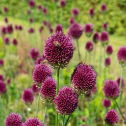 Blumenzwiebeln-Mischung ‘Butterfly Food’ (x70) - Nahrung für Schmetterlinge