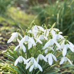 Blumenzwiebeln-Mischung ‘Butterfly Food’ (x70) - Nahrung für Schmetterlinge