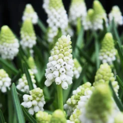 Blumenzwiebeln-Mischung ‘Butterfly Food’ (x70) - Nahrung für Schmetterlinge