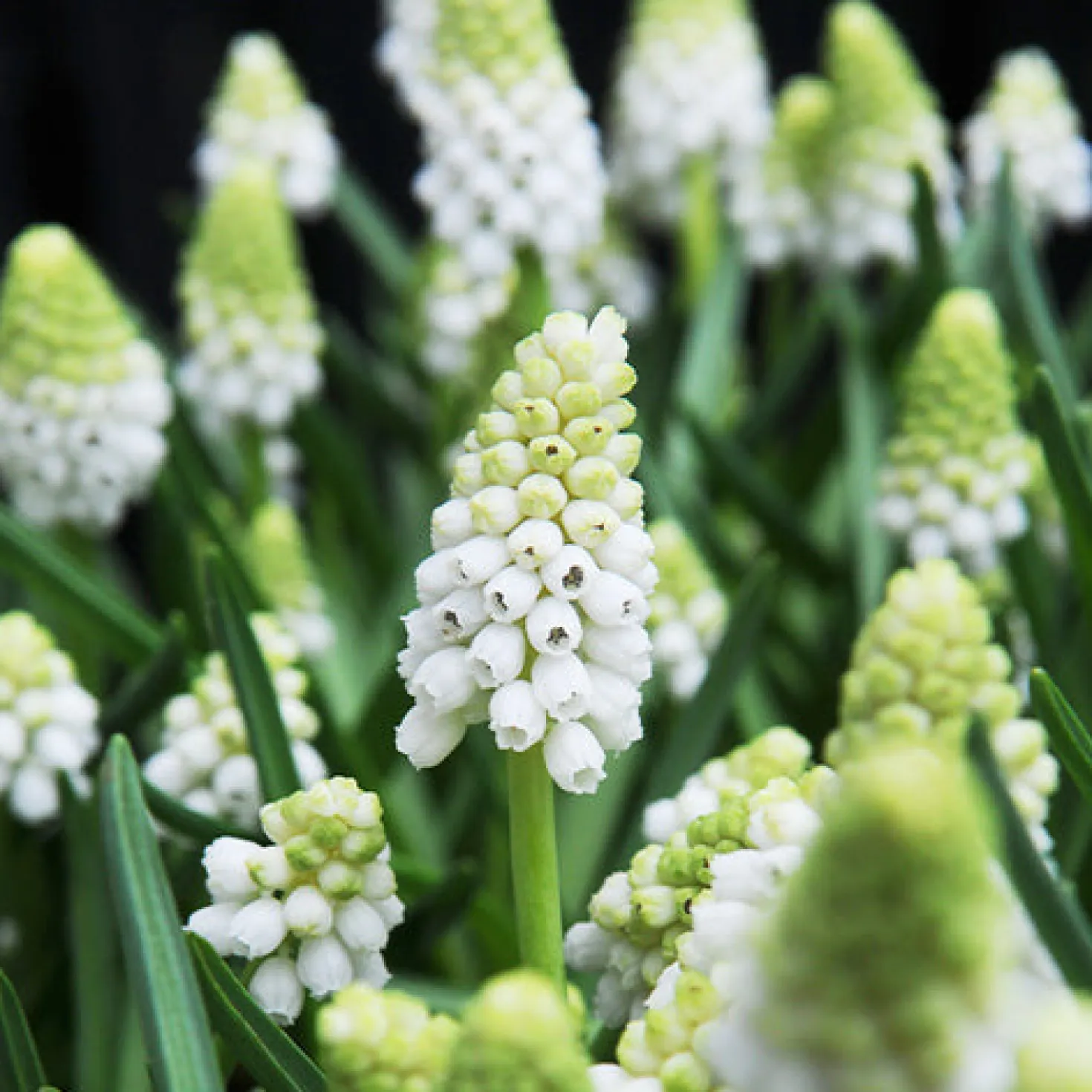 Blumenzwiebeln-Mischung ‘Butterfly Food’ (x70) - Nahrung für Schmetterlinge