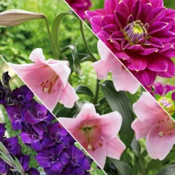 Blumenzwiebeln Mischung 'Hello Summer!' (x30) - Sommer voller Farben