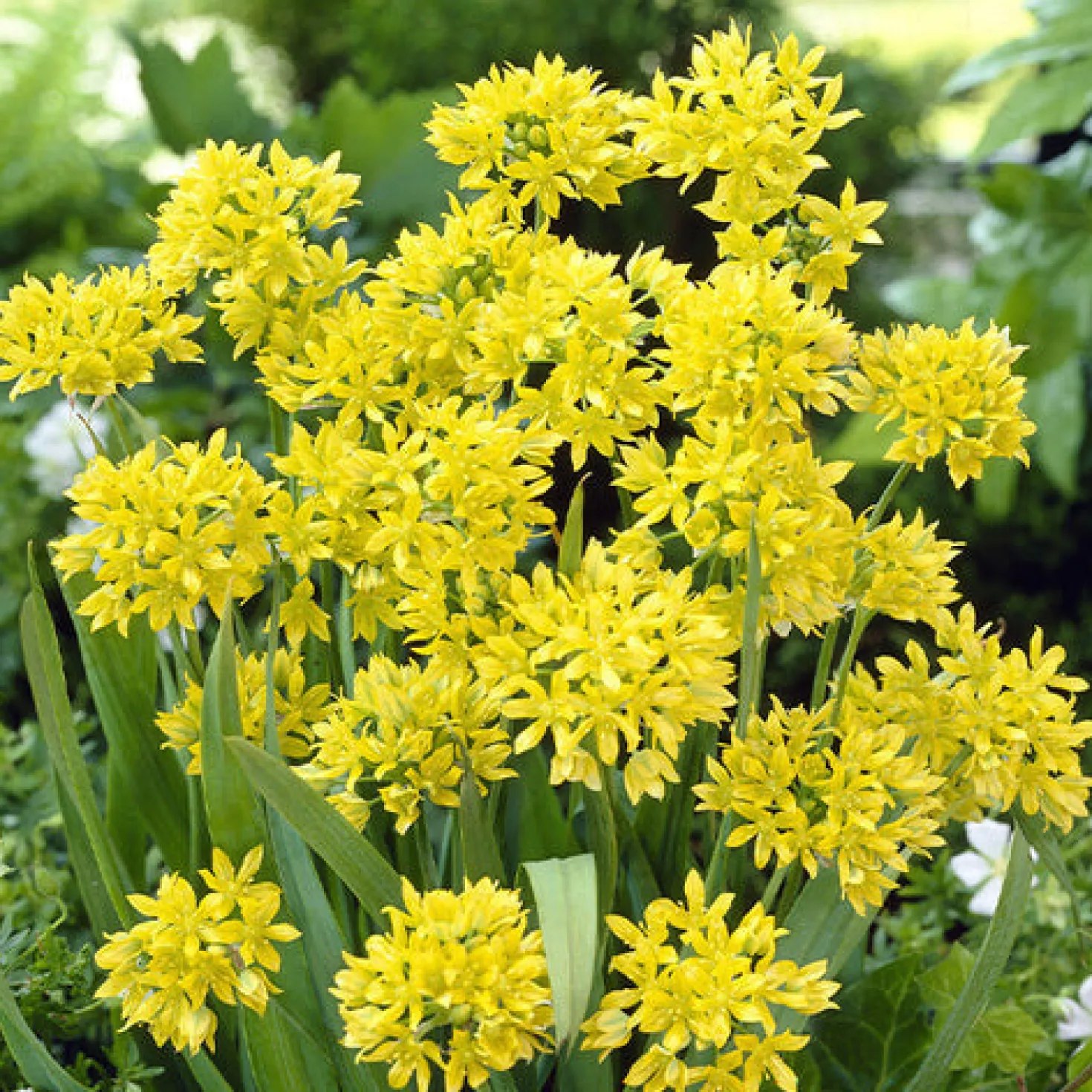 Blumenzwiebeln-Mischung ‘6 Monate Blüte’ (x100) - 6 Monate Blüte am Stück